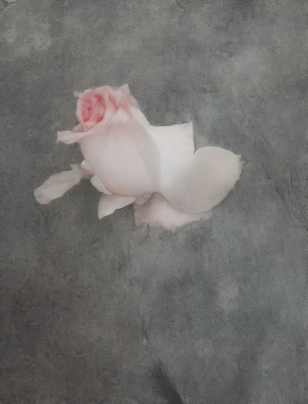 BOOK WITH A ROSE 